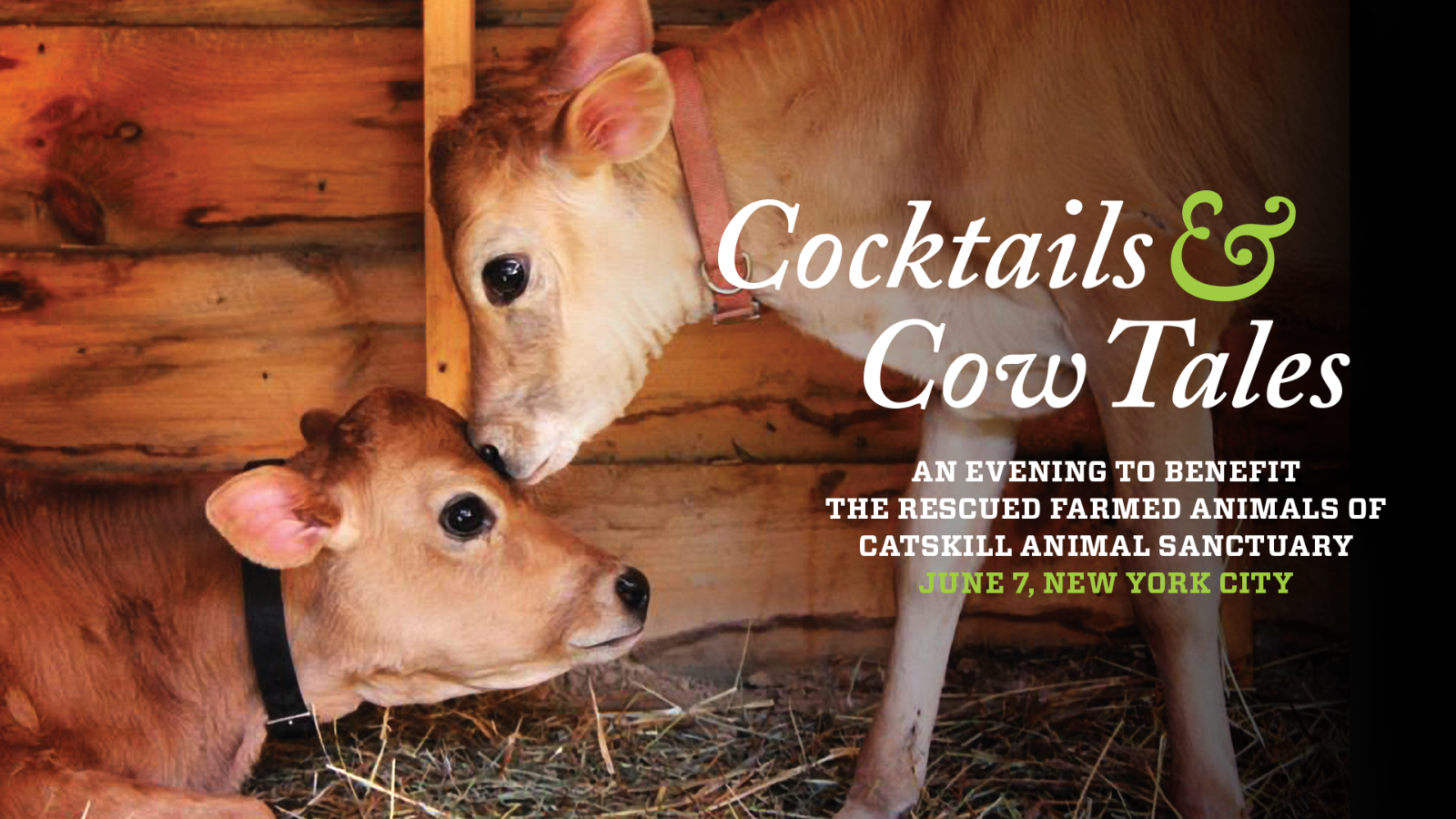 Cocktails & Cow Tales