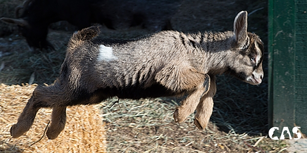 Thank you donating to the baby goats!