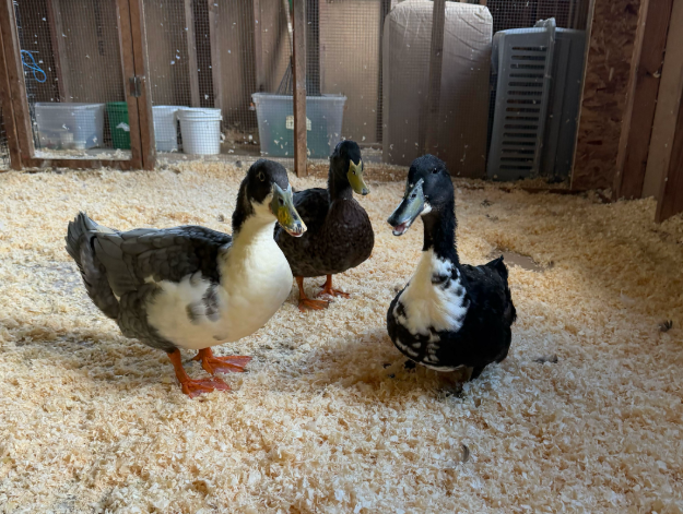 Zapper, Ziggy, and Zephyr in their clean barn at Catskill Animal Sanctuary.